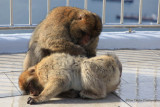 Barbary Apes