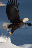Eagle on Haystack 