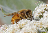 Honey Bee on St. Catherines Lace(Eriogonum giganteum)