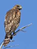 Red-shouldered Hawk<br>(Buteo lineatus)