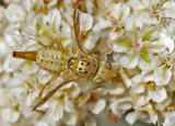 Bizzare-looking Unknown Fly on St. Catherines Lace