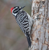 Nuttalls Woodpecker <br> (Picoides nuttalii)