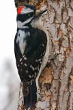Downy Woodpecker <br>(Picoides pubescens)