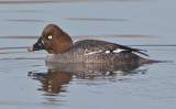 Common Goldeneye-female<br> (Bucephala clangula) i