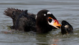 Male Surf Scoter<br> (Melanitta perspicillata)