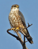 Preening Merlin (4X)<br> (Falco columbarius)
