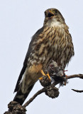 Merlin with Prey (9X)<br> (Falco columbarius)