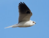 White-tailed Kite<br> (Elanus leucurus)