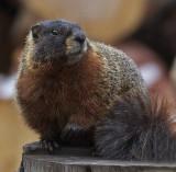 Yellow-bellied Marmot<br> (Marmota flaviventris)