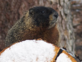 Yellow-bellied Marmot<br> (Marmota flaviventris)