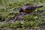 American Robin in tug-of-war with juicy worm(The worm lost)
