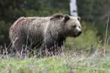 Grizzly Bear<br>( Ursus arctos horribilis )