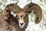 Rocky Mountain bighorn sheep <br>(Ovis canadensis canadensis)