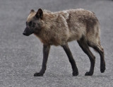 Grey Wolf<br> (Canis lupus)