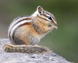 Yellow-pine Chipmunk<br>(Neotamias amoenus)