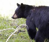 North American black bear<br> (Ursus americanus)