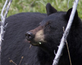 North American black bear<br> (Ursus americanus)