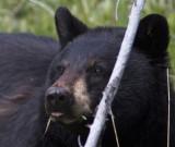North American black bear<br> (Ursus americanus)