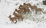 Rocky Mountain bighorn sheep <br>(Ovis canadensis canadensis)