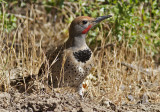 Male Northern Flicker<br> (Colaptes auratus)