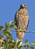 Juvenile Red-shouldered Hawk<br>(Buteo lineatus)