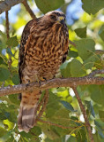 Juvenile Red-shouldered Hawk<br>(Buteo lineatus)