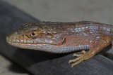Alligator Lizard <br> (Elgaria coerulea coerulea)
