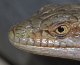 Alligator Lizard <br> (Elgaria coerulea coerulea)