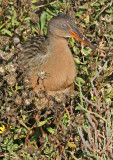 The nictitating membrane of this Clapper Rail is clearly visible*