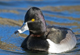 Male Ring-necked Duck<br> (Aythya collaris)