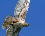 Ferruginous Hawk (Buteo regalis)