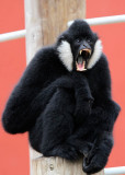White-Cheeked Gibbon.