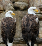 Eagles