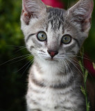 Barn Kitten_2