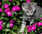 Ill play in the flowers if I want!