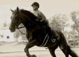 B and W Moose