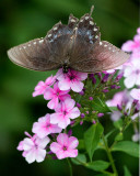 Black Swallowtail_2