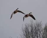 Canada Geese2