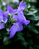 Balloon Flowers