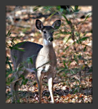 Yearling