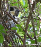 Barbados Green Monkey