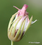 Flower Bud