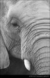 Animals (Black and White)