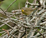 Common Yellowthroat - (Female)