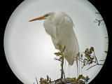 Great Egret