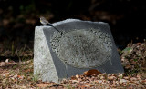 Yellow-rumped Warbler on Gravestone