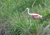 Roseate Spoonbill