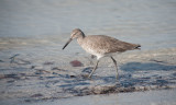 Willet