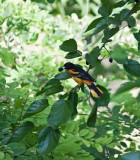 Baltimore Oriole (Male)