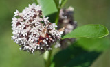 Clearwing Moth